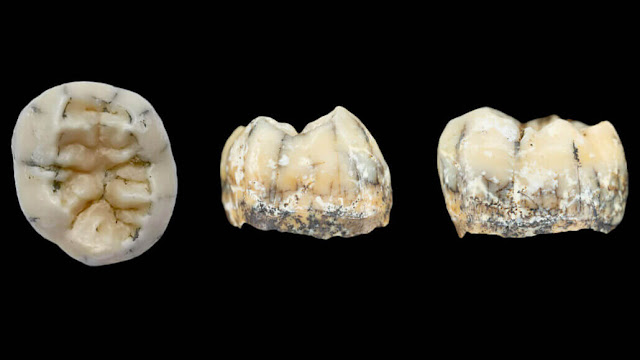 According to scientists, a newly discovered fossil tooth from Southeast Asia (seen from several angles) belonged to a Denisovan female who lived between 164,000 and 131,000 years ago.  NATURE COMMUNICATIONS 2022/F. DEMETER ET AL