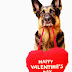 Happy Valentine's Day Display Pictures For Whatsapp DP