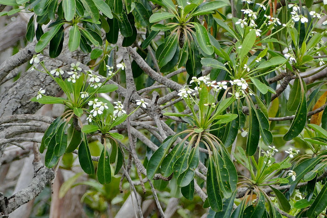 Neoguillauminia cleopatra