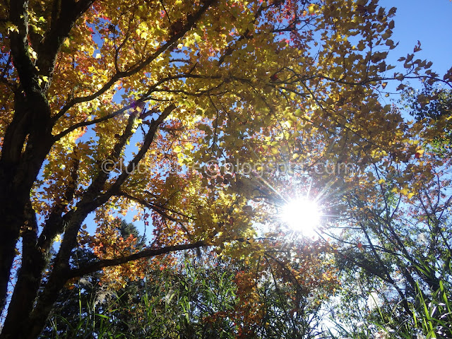 Alishan maple autumn foliage