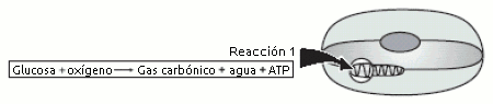 Esquema Químico Preguntas Icfes Blog de la Nacho