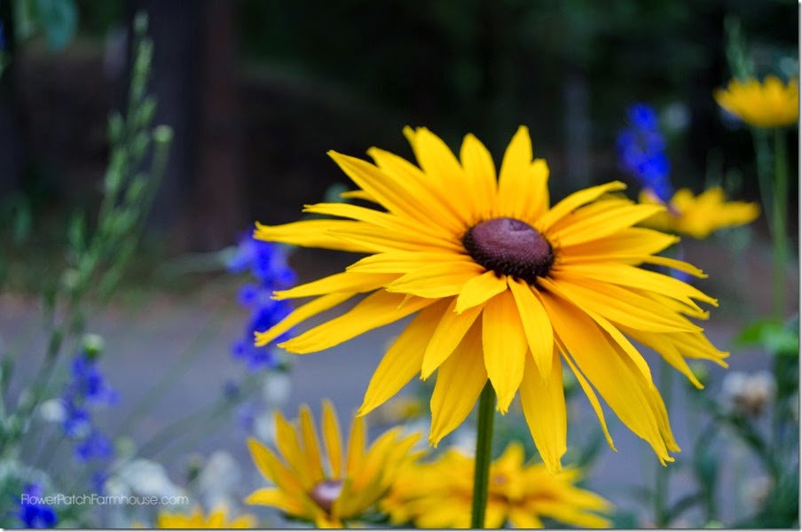 Black eyed Susan double www.FlowerPatchFarmhouse.com.com (1 of 1)