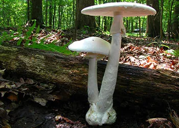 عيش الغراب المهلك (الملاك القاتل) Amanita bisporigera (Destroying Angel) - عالم الزراعة