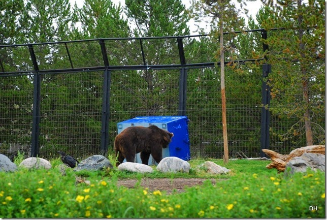 08-06-14 Grizzly and Wolf Discovery Center (301)