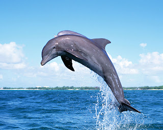 Imagenes tiernas de delfines