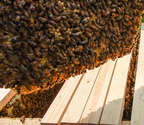 Honeybee Hive Inspection