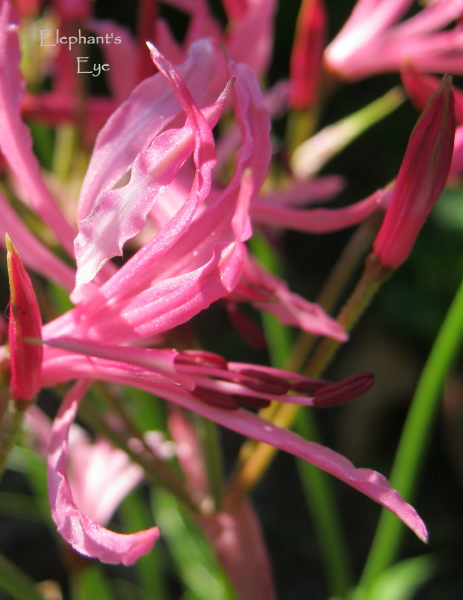 Nerine flower