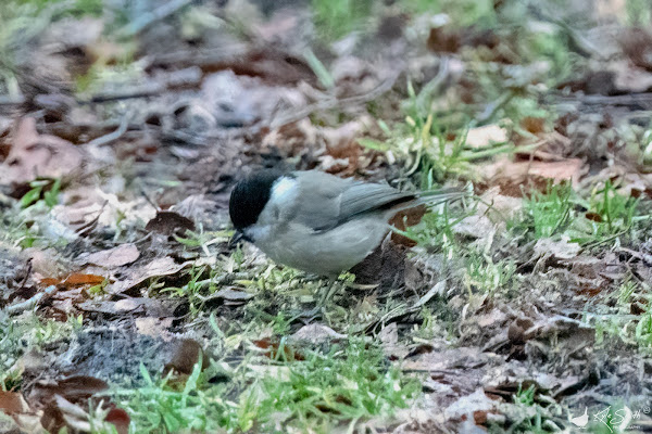 Marsh tit