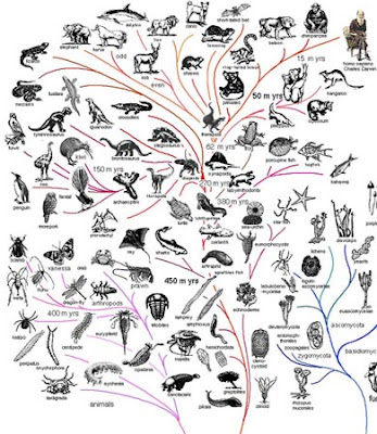 Mammals evolution tree