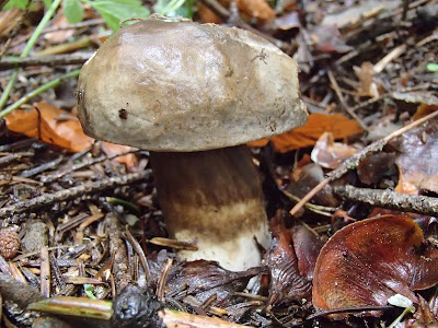 grzyby na Orawie, grzyby w lipcu, lipcowe grzybobranie, Wilgotnica czerniejąca Hygrocybe nigrescens, borowik ceglastopory Boletus luridoformis, muchomor czerwieniejący Amanita rubescens, muchomor czerwony Amanita muscaria, borowik szlachetny boletus edulis, Borowik górski Boletus subappendiculatus