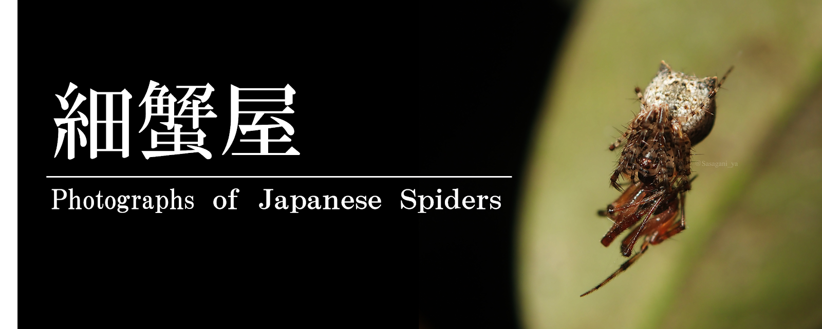 細蟹屋 Agelenidae タナグモ科