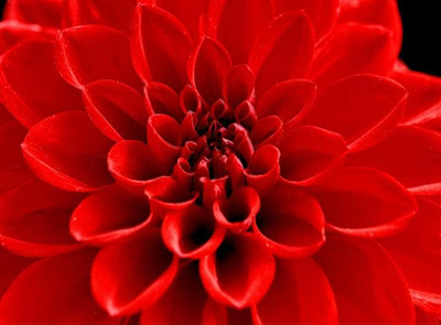 Beautiful Red Flower stills