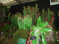 Carnivorous plants