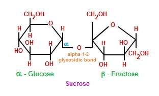 Sucrose molecule: combination of monosaccharides glucose and fructose