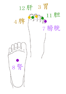 足の経絡、末端