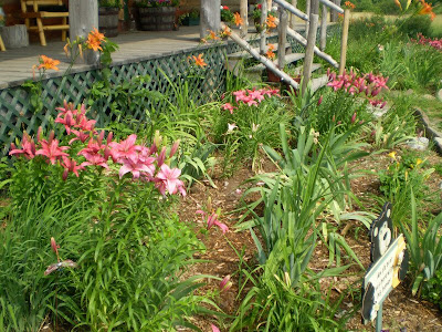 daylily wedding bouquet. daylily wedding bouquet.