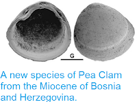 http://sciencythoughts.blogspot.co.uk/2013/06/a-new-species-of-pea-clam-from-miocene.html