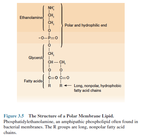 Structure of a Polar Membrane Lipid