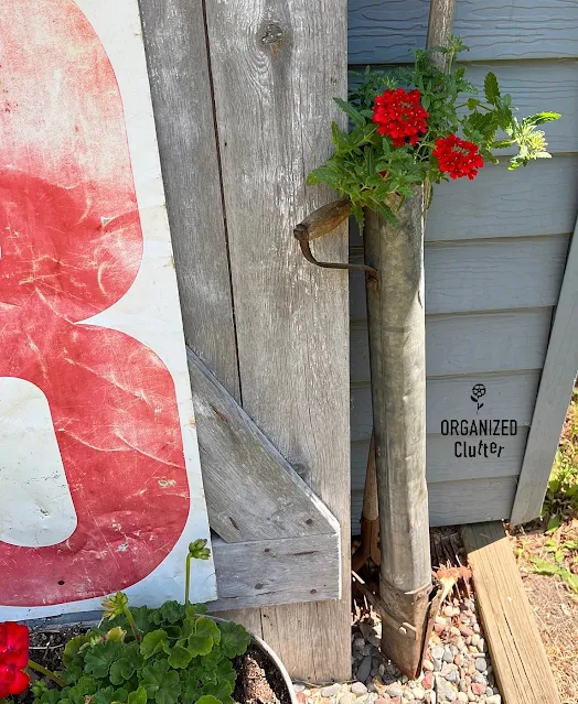 Photo of a red trailing verbena planted in a vintage potato planter.