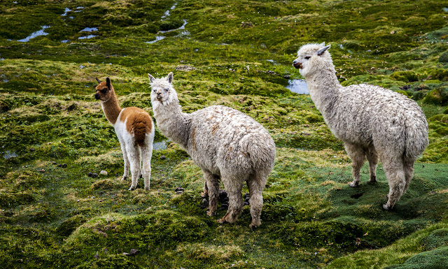 Llamas in the mountains surrounding Ollantaytambo 