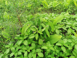 Biju kumar : Kheti kisani food forest Agriculture  in india