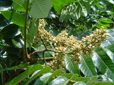 Cedro misionero Cedrela fissilis