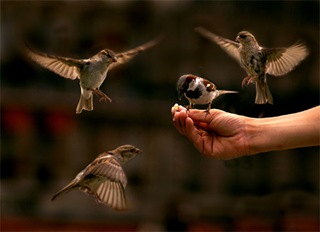 house_sparrows_flight