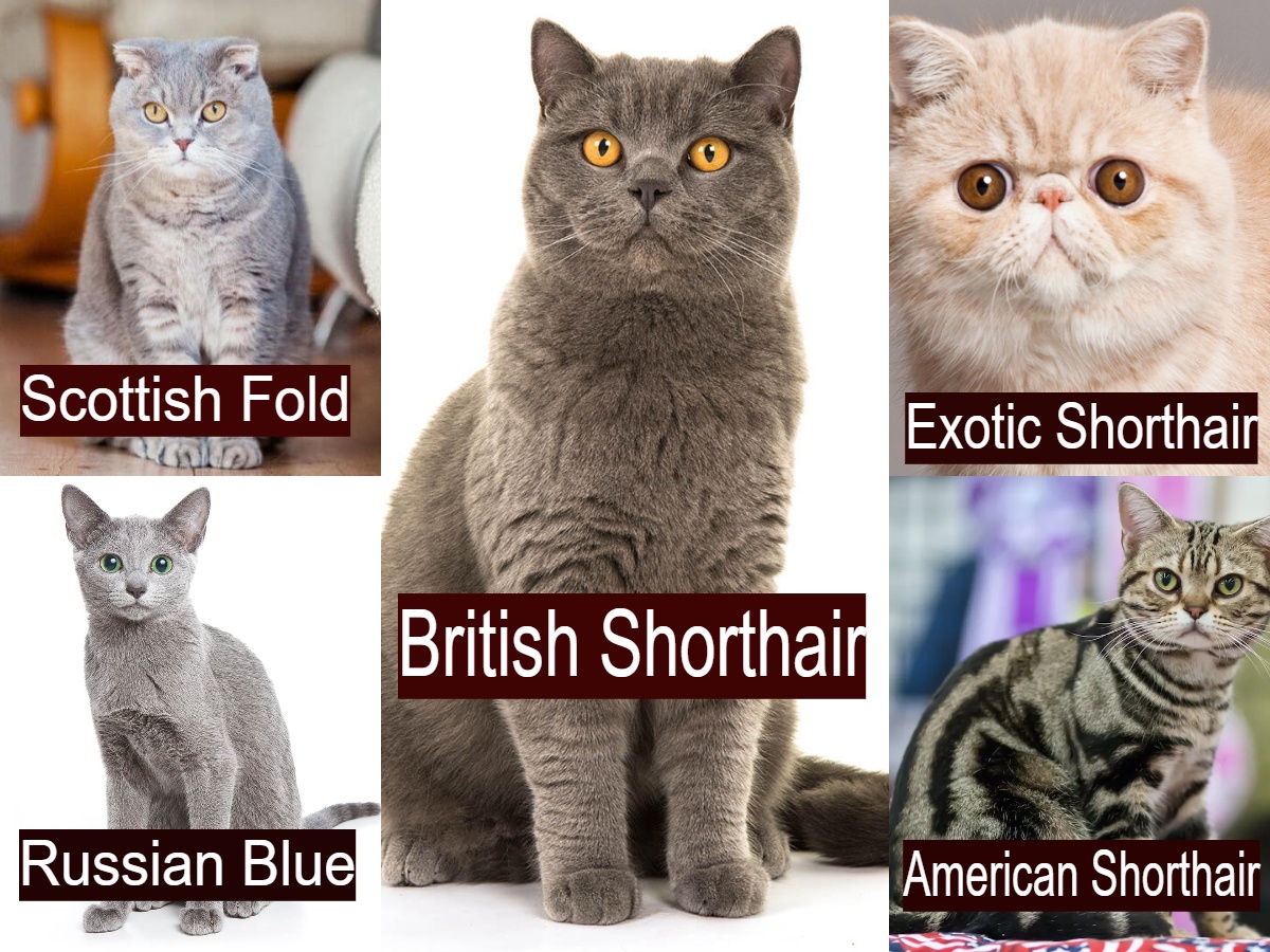 A collage of British Shorthair, Scottish Fold, Russian Blue, Exotic Shorthair, and American Shorthair cats