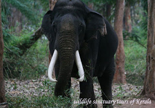 Kerala Muthanga Wildlife Tours