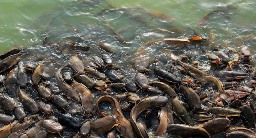 KKP Beri 73 Pondok Pesantren Sarana dan Prasarana Budidaya Ikan Lele Sistem Bioflok