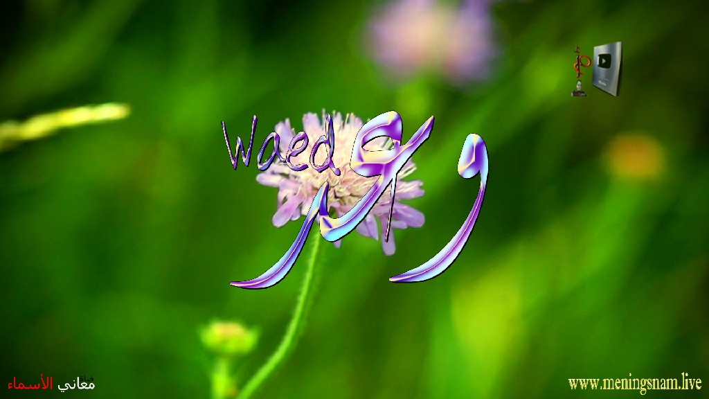 معنى اسم وعد, وصفات, حاملة, هذا الاسم, Waed,