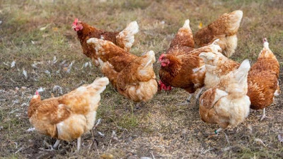 هولندا تعدم الألاف من الدجاج بعد رصد سلالة شديدة العدوى من إنفلونزا الطيور