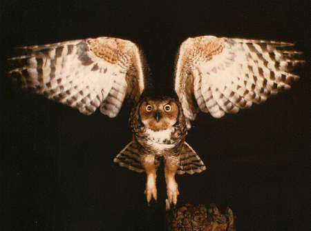 Great Horned Owl Photos - Birds Photos - Animal Photos 