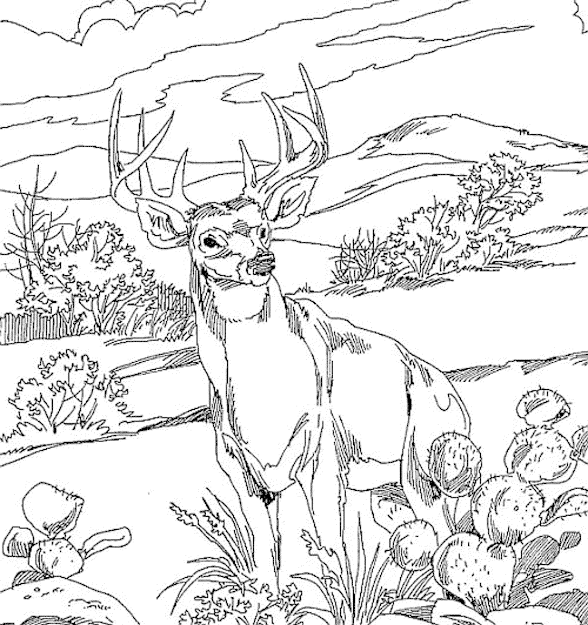 Colouring Pages Jungle Scene  Download Coloring Pages Forest Coloring Pages  Explore These Ideas And More