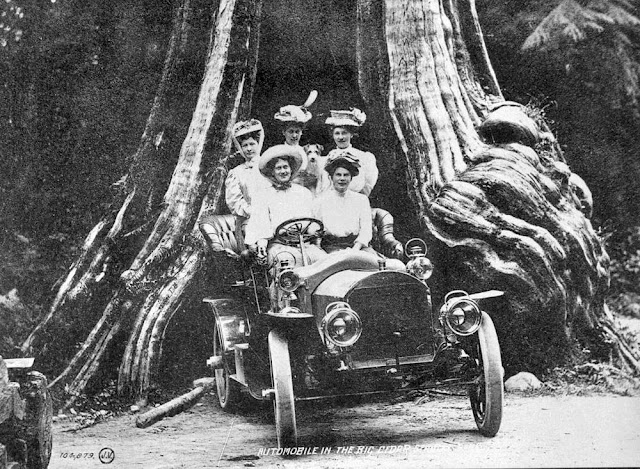 Automobile in the Big Cedar, Stanley Park, 190-