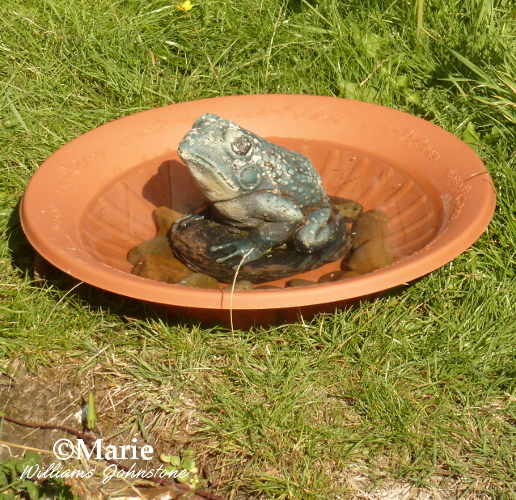 Shallow planter basin bird bath with stone frog decoration