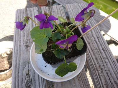 プラスチック製の鉢　植え付け