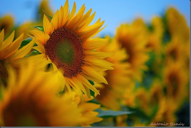 B6 el girasol DSC_3386x