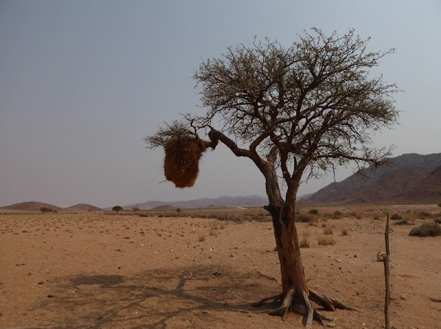 albero col nido lungo la D707 in namibia