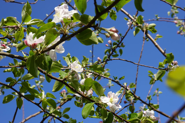 自宅の庭のリンゴの木の花