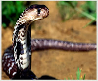 Cobra Real Weird Animal Facts