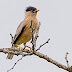 Brahminy Starling