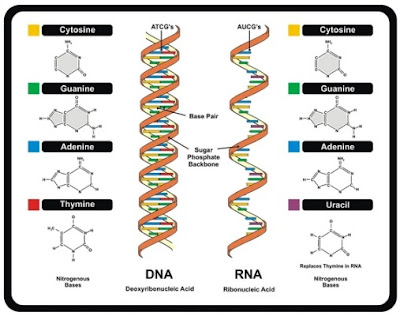 Pengertian, Persamaan, Perbedaan dan Fungsi DNA dan RNA