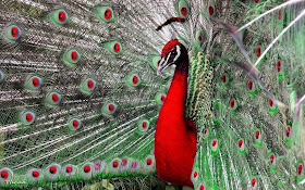 Red-neck-peacock-images-hd-walls