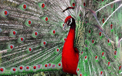 Red-neck-peacock-images-hd-walls