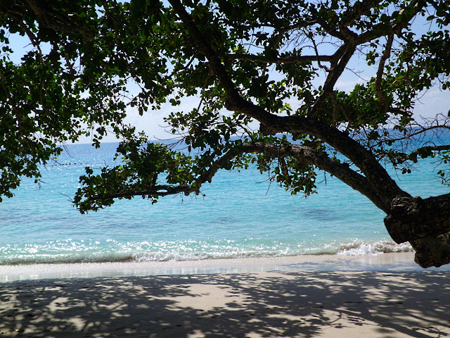 Takamaka Tree at Anse Lazio, Praslin, Seychelles