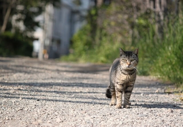 夏目漱石の小説 吾輩は猫である の猫は漱石が飼っていた元は野良の猫 O ミライノシテン