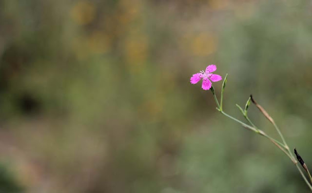 Deptford Pink Flowers Pictures