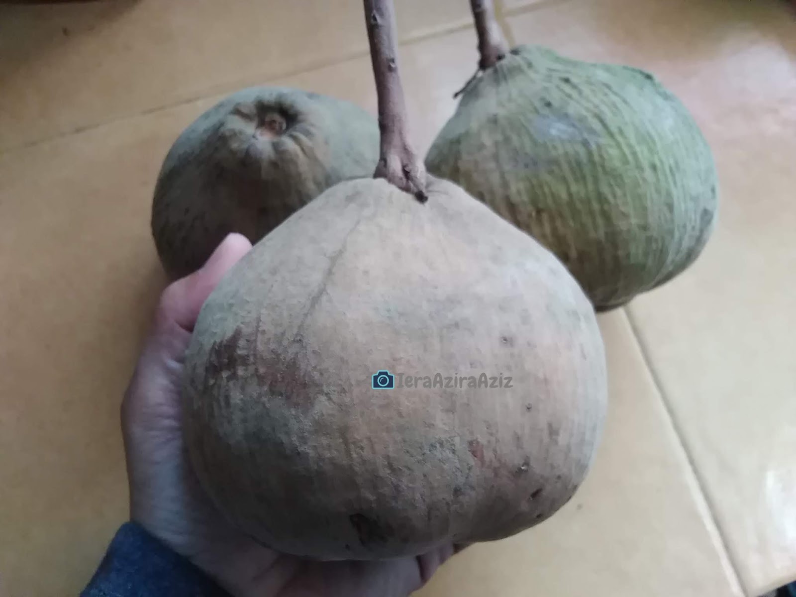 Blog Iera Azira: BUAH SETOI SIAM