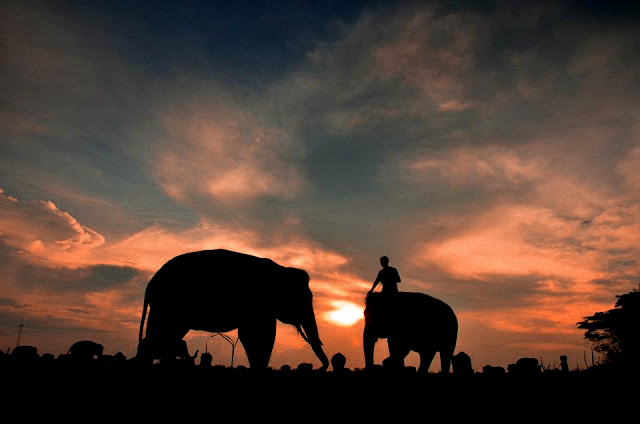 Taman Nasional Way Kambas Surga Para Gajah Taman Nasional Way Kambas Lampung, Habitatnya Para Gajah